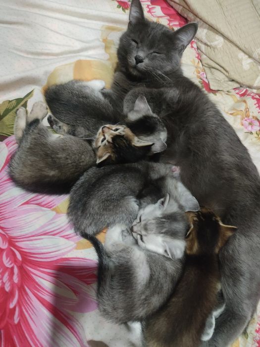 onasi Russkiy goluboy otasi britanski serebristi shinshilla