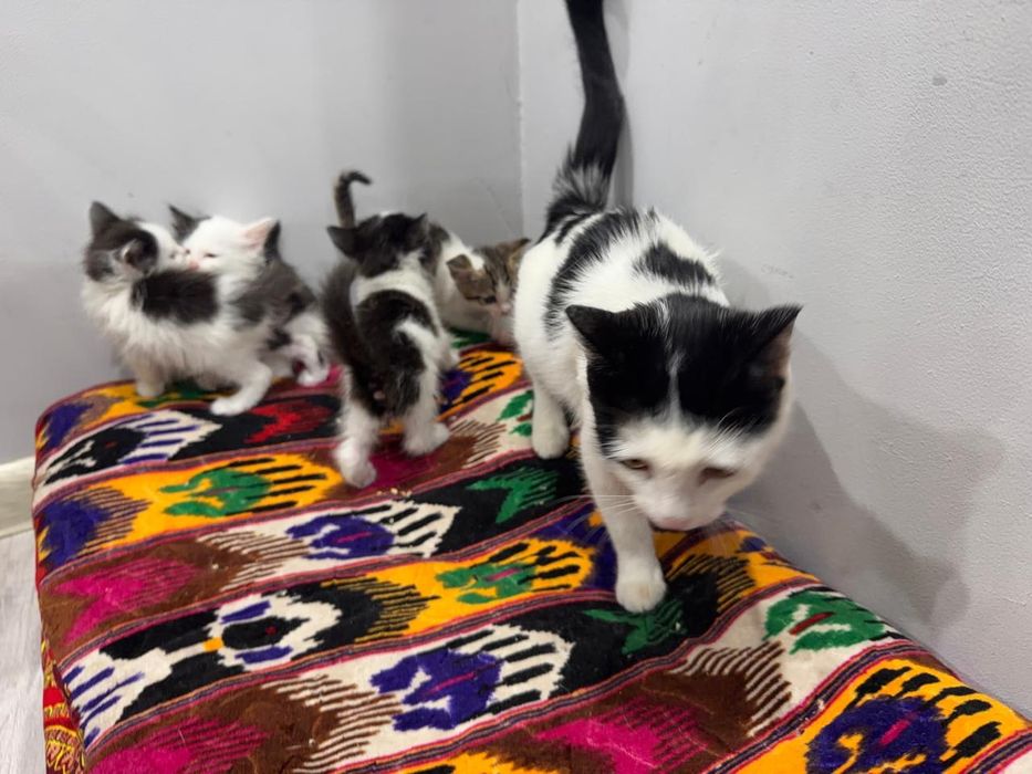 Кошка с котятами