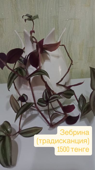Продам комнатные цветы