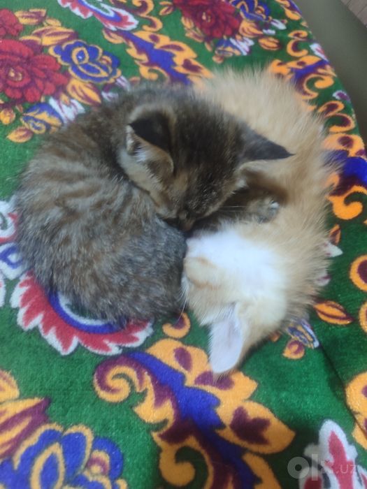 Отдается котенки в хорошие руки