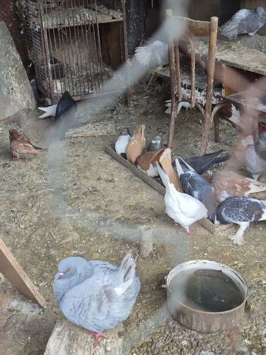 Vand mai multe specii de păsări