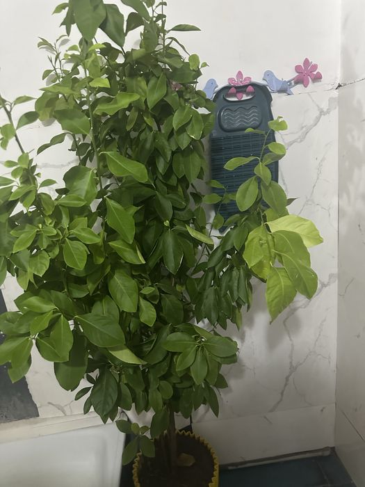 Продам лимонный дерево