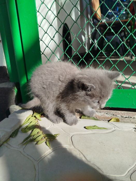 Отдам котёнка, мальчик