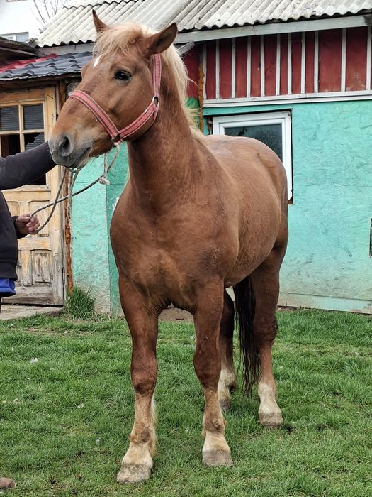 Vând manz de 3 ani in vara