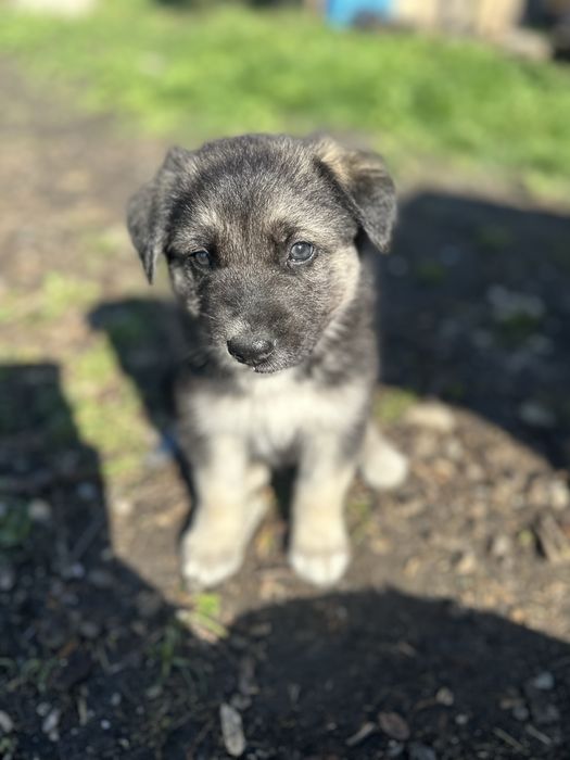 Donez catei metis de ciobanesc german