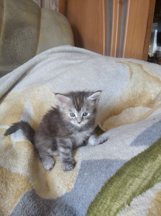 Продам очаровательных котят Мейн-кун