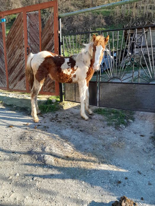 Продавам 2 кончета