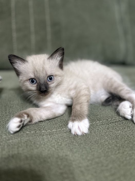 Продаются милые котята