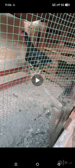 Dakan Jojalar sotilad Madagaskar va Shamo