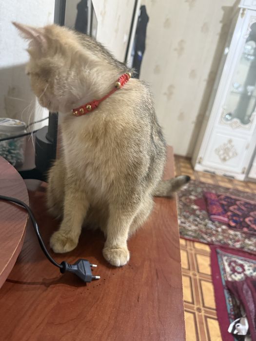 Продаются золотая шиншилла n12