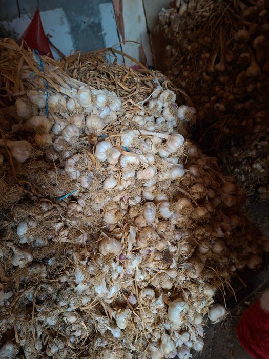 Usturoi alb și roșu  25 kg castraveți murați 50