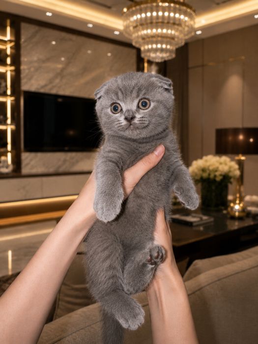 Scottish fold va scottish brittish