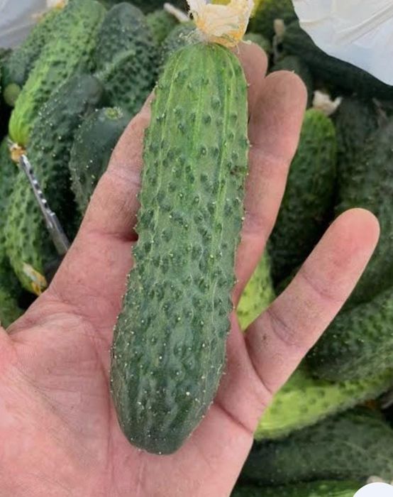 Продам огурцы домашнии