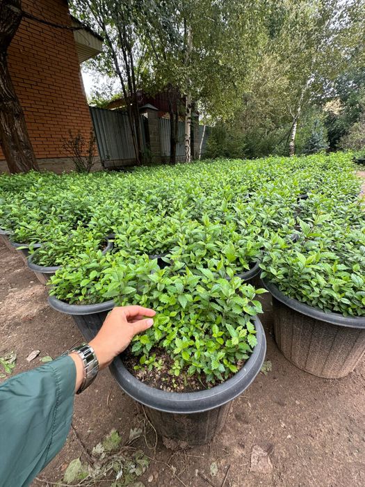 Вязь Карагач Сеянцы