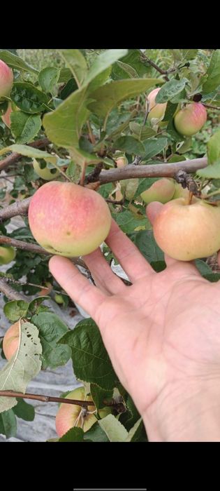 Продам незатапливаемую дачу