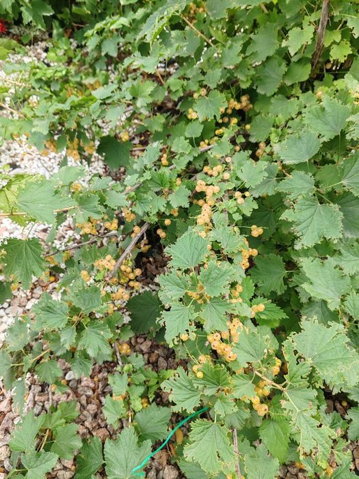 Продам дачу по красноярской трассе