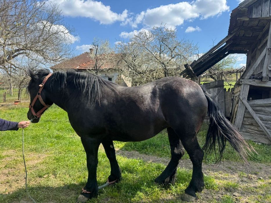Vând iapa gestanta in 8 luni