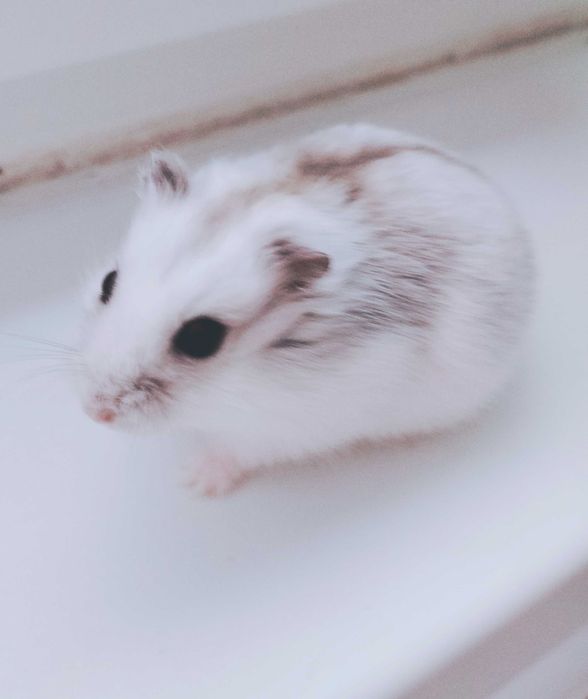 Hamsteri albi foarte deosebiți și cuminți micuți și cuminți