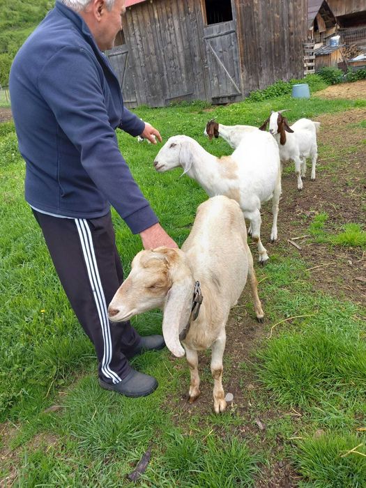 Caprita anglonubian gesfanta de vinzare