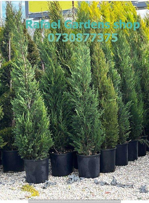 Plante Ornamentale Leylandii Cupressocyparis – Garanție Prindere