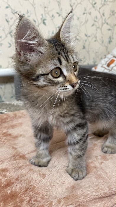 Отдам котенка в добрые руки