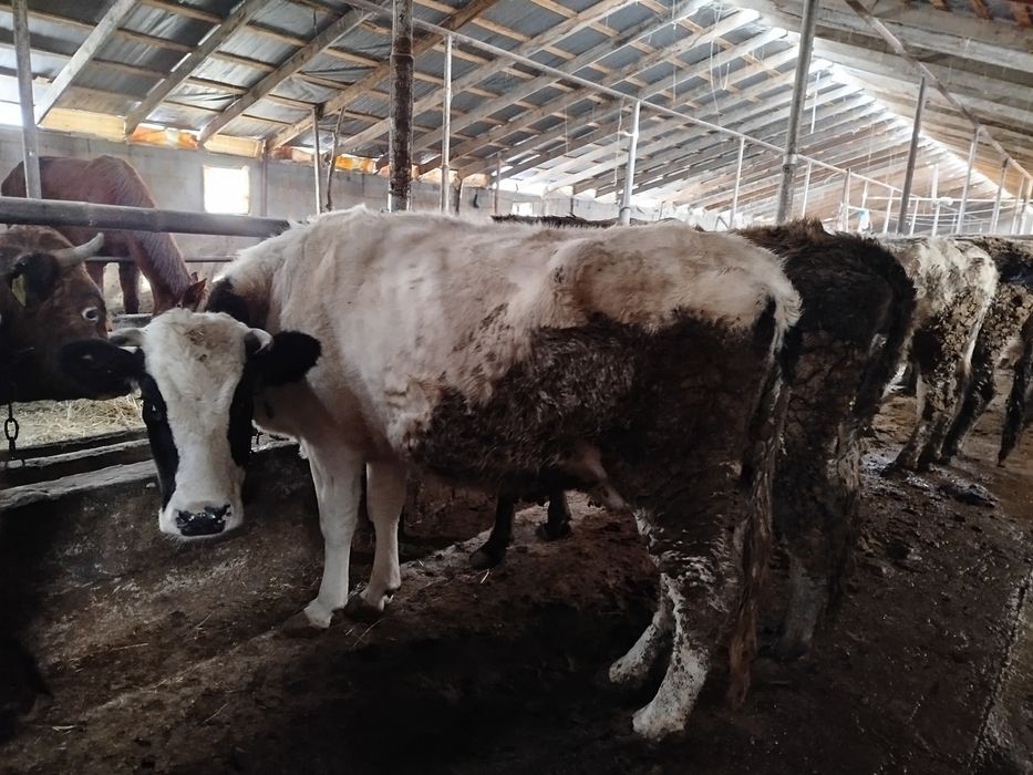 Семіз сиыр 1,5жас соғым