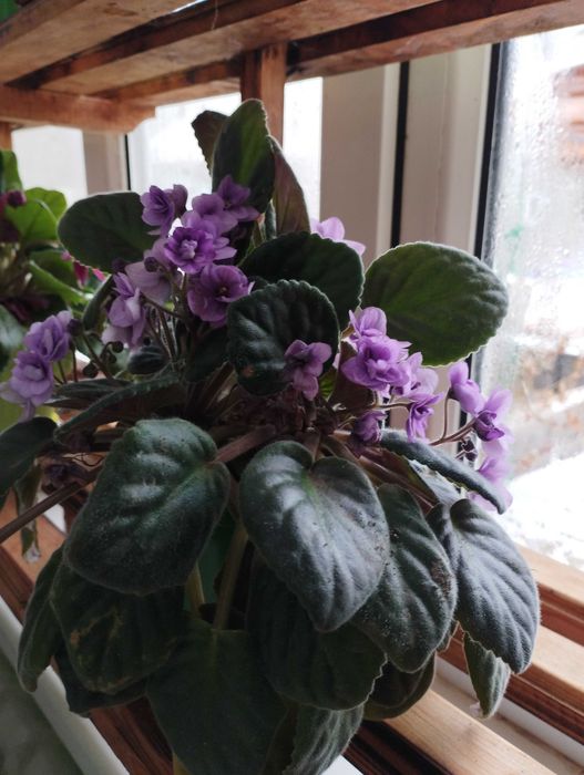 Фиалки комнатные