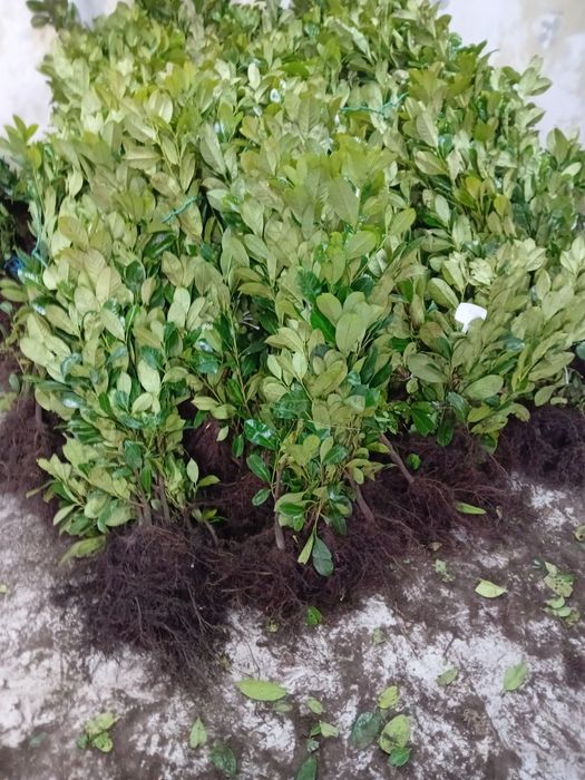 Vând Laur englezesc