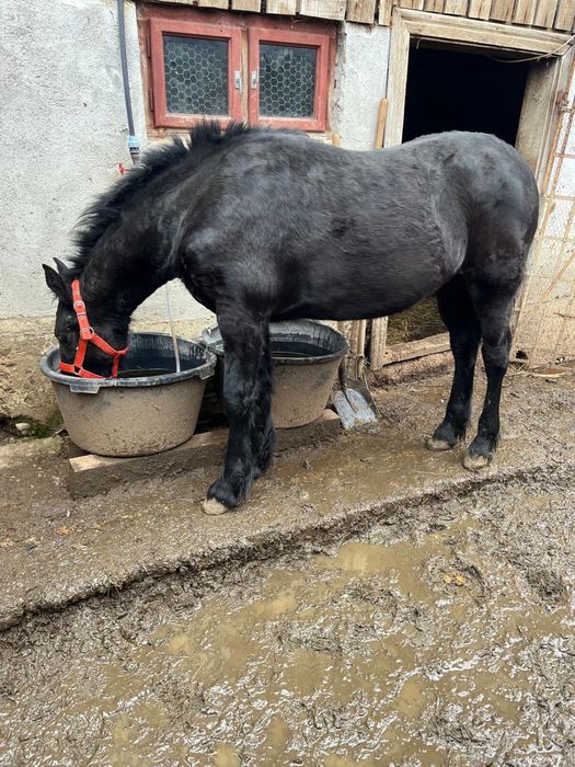 Manza Friesian/Frizian