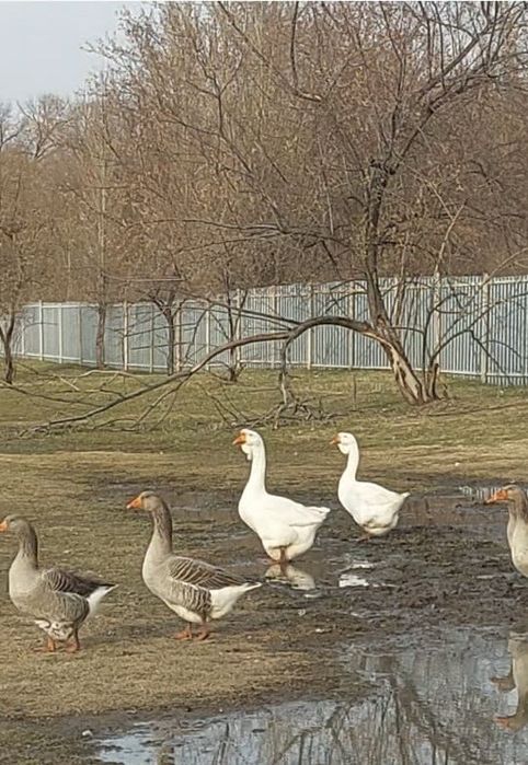 Гуси крупно серый и халмагор
