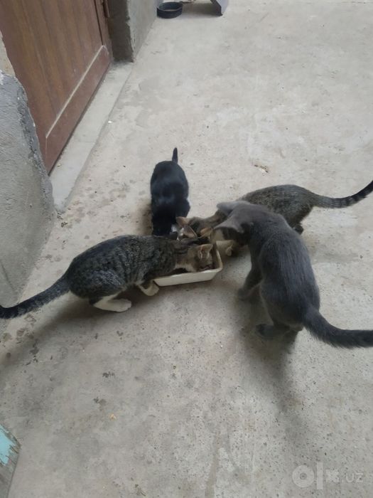 Mushuklar bor bepul 4ta