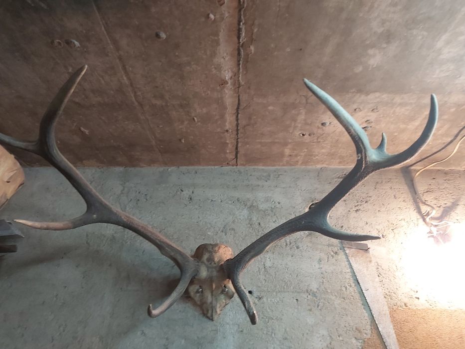 Рога от белоопашат елен