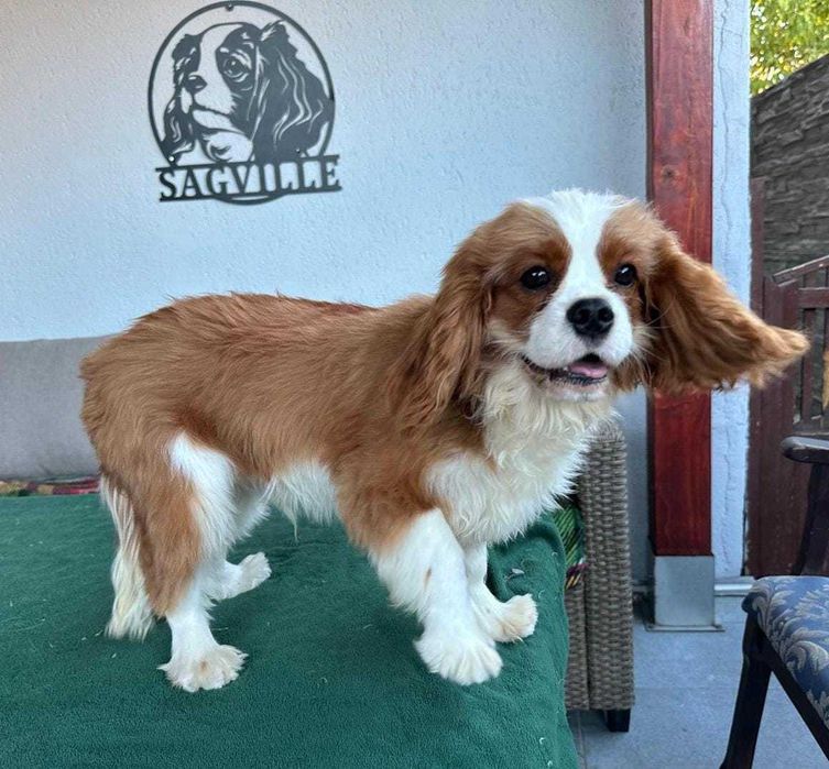 De vanzare mascul deosebit din rasa Cavalier king charles spaniel
