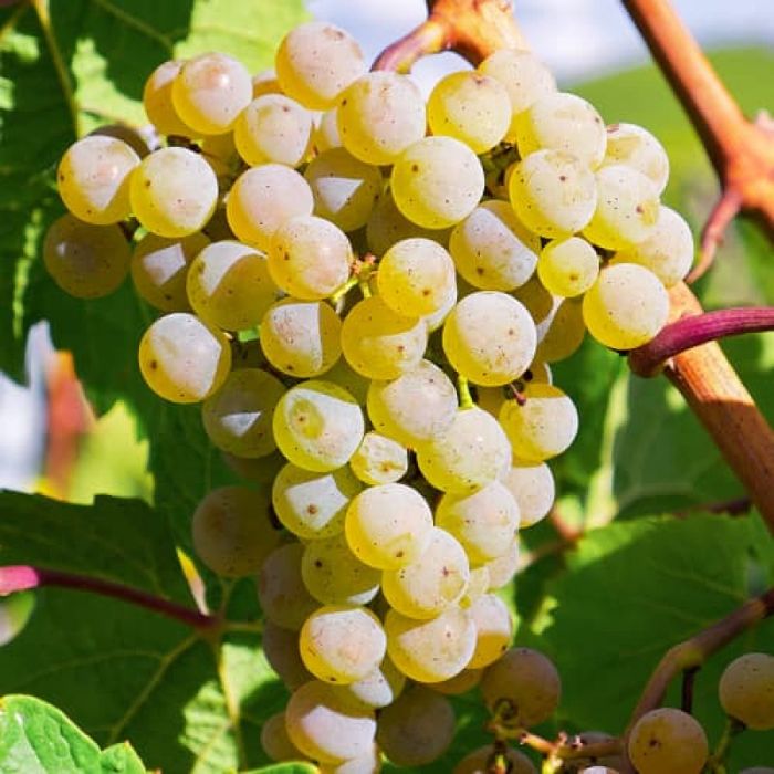 Viata De Vie Altoită (De Vin )