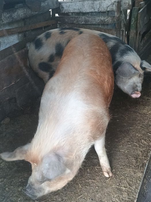 Vând iapă gestantă la prima fătare preț 32 de milioane