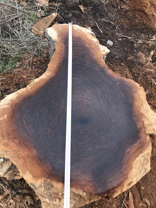 Корен от вековен орех.