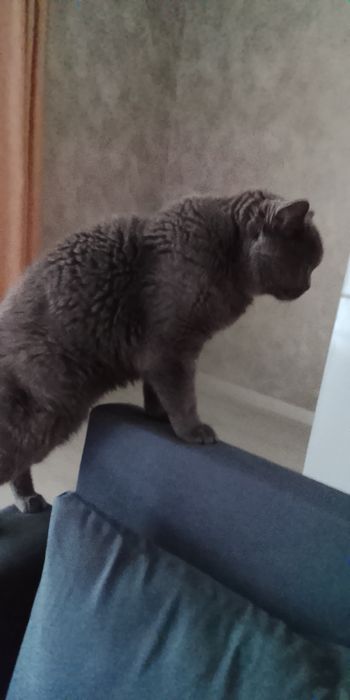 Кошку,британской породы