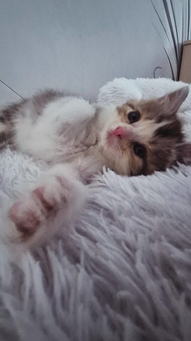 Отдам котёнка (девочка) 2 месяца в добрые руки
