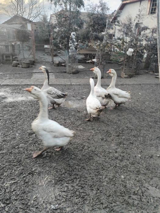 Gascani din anul 2025