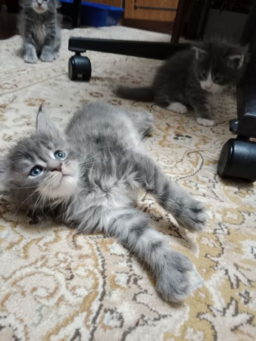 Котята Мейн-куна