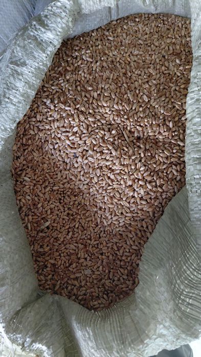 Продам Ячмень, зерно, Отруби