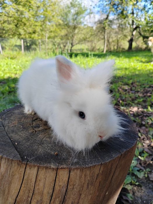 Vând iepuri cap de leu