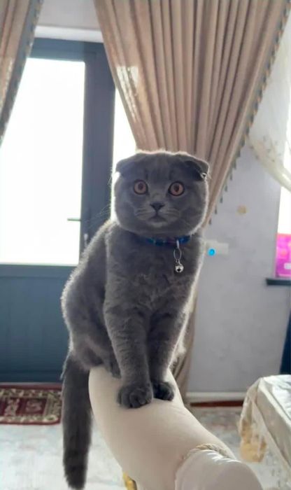 Zot: Scottish fold