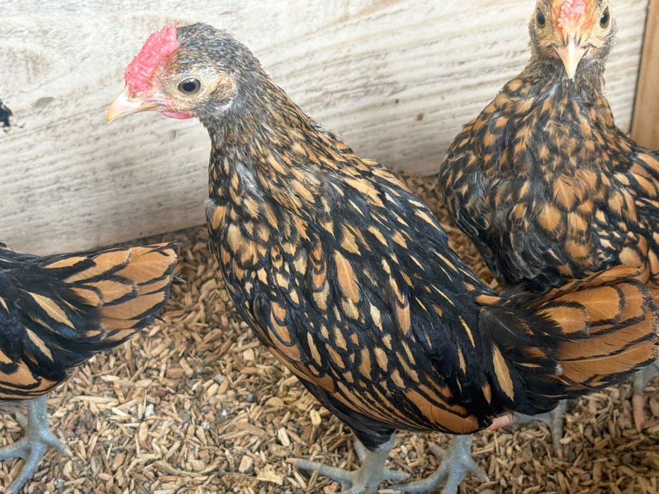 Cocosei sebright auriu
