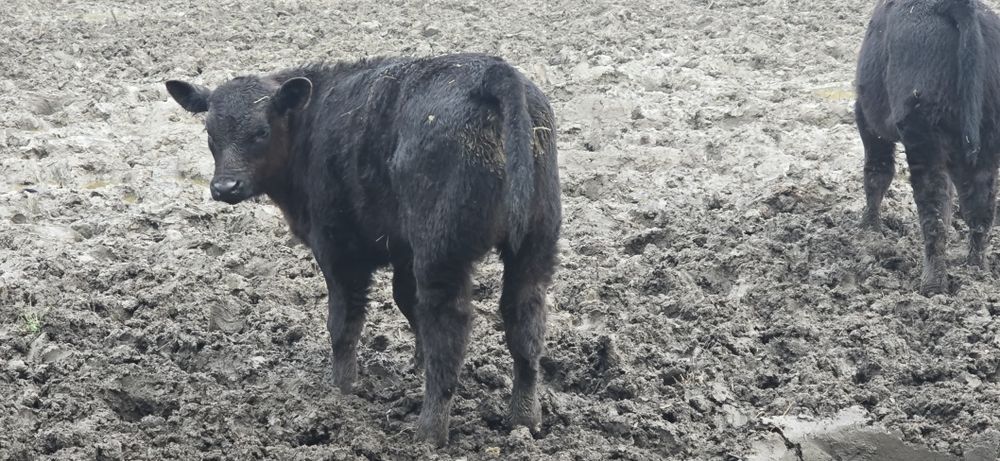 Tauras angus  250 400 kg