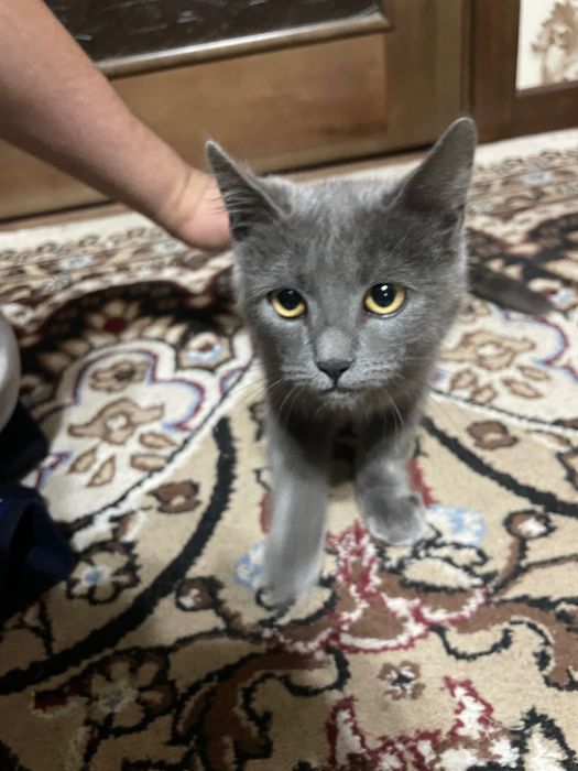 Zotdor mushuk (skottish fold)