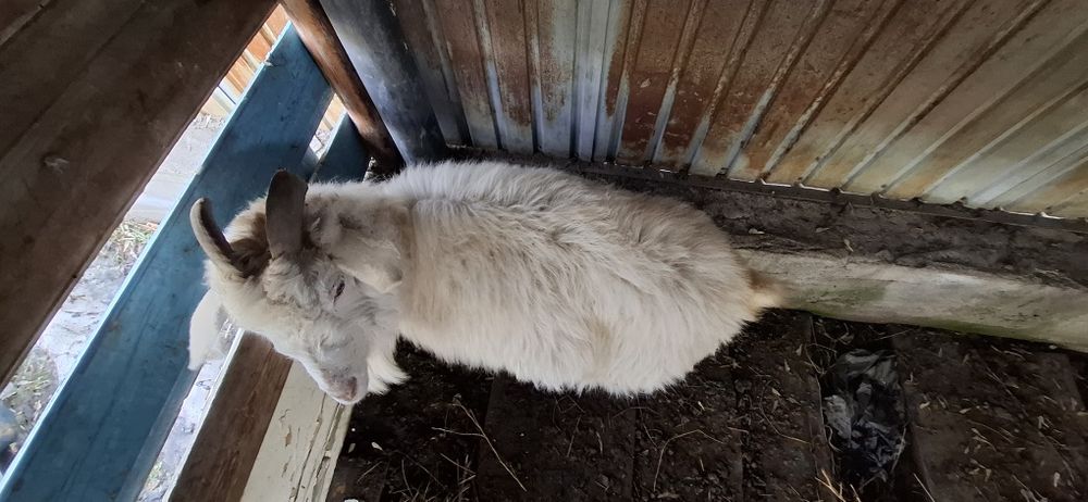 Ешкі сатылады  50 000теңге бағасын келісеміз