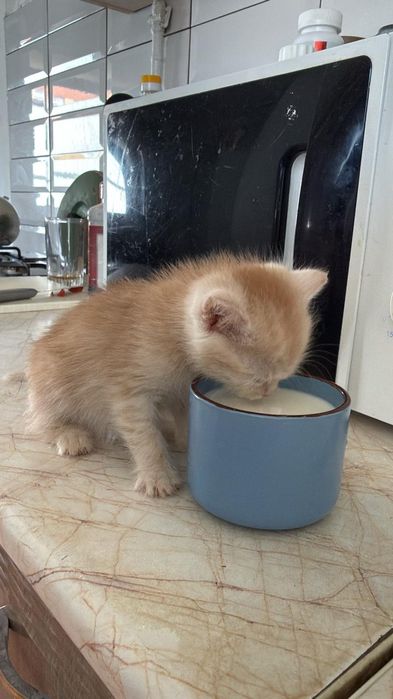 Катенок девочка отдам.