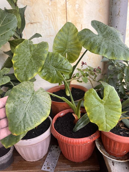 Предлагаю к продаже комнатный цветок Колоказия