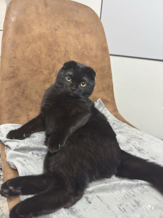 Ищем кошку для вязки